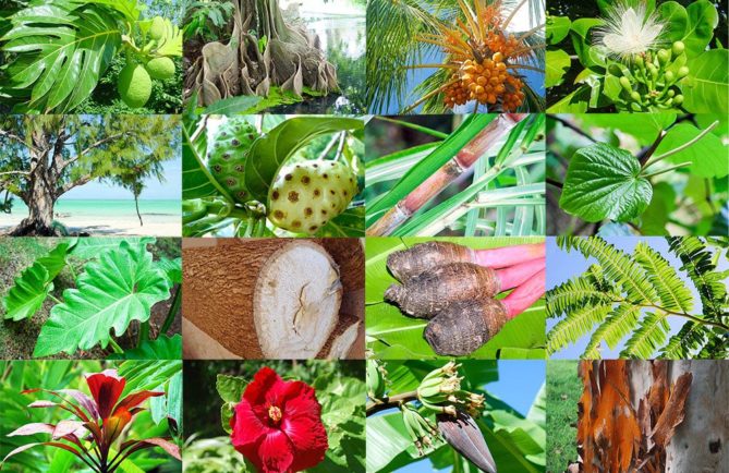 Photos Tahiti Heritage : 1 Uru, 2 Mape, 3 Cocotier, 4 Hotu, 5 Aito, 6 Nono, 7 Canne à sucre, 8 Kava, 9 Ape, 10 Ufi (igname), 11 Taro, 12 Nahe, 13 Auti, 14 Aute (Hibiscus), 15 Bananier, 16 Ecorce.