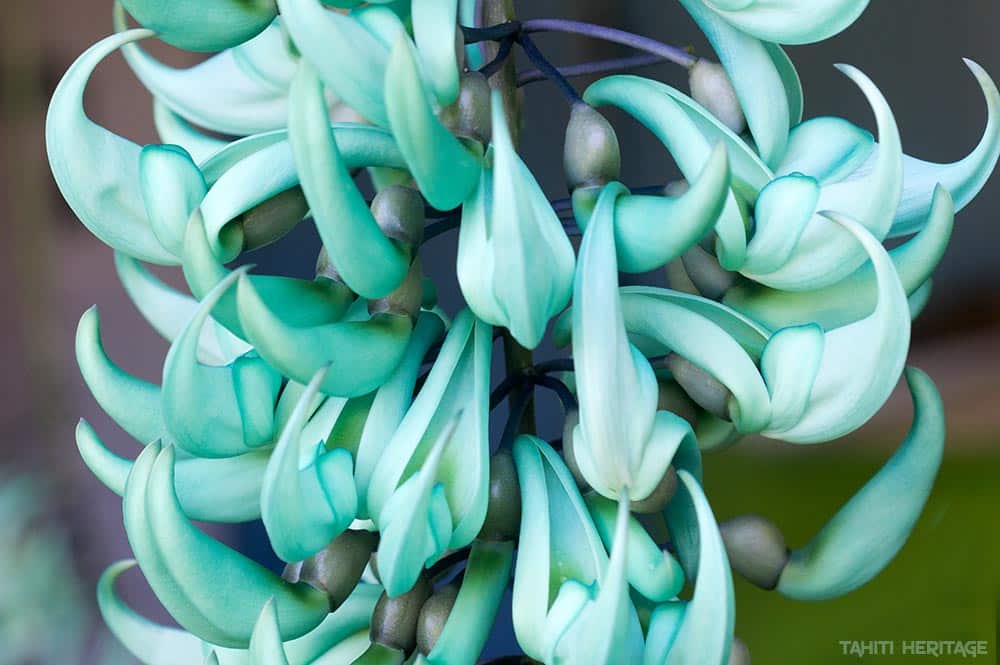 Jardin de fleurs. Liane de jade © Tahiti Heritage