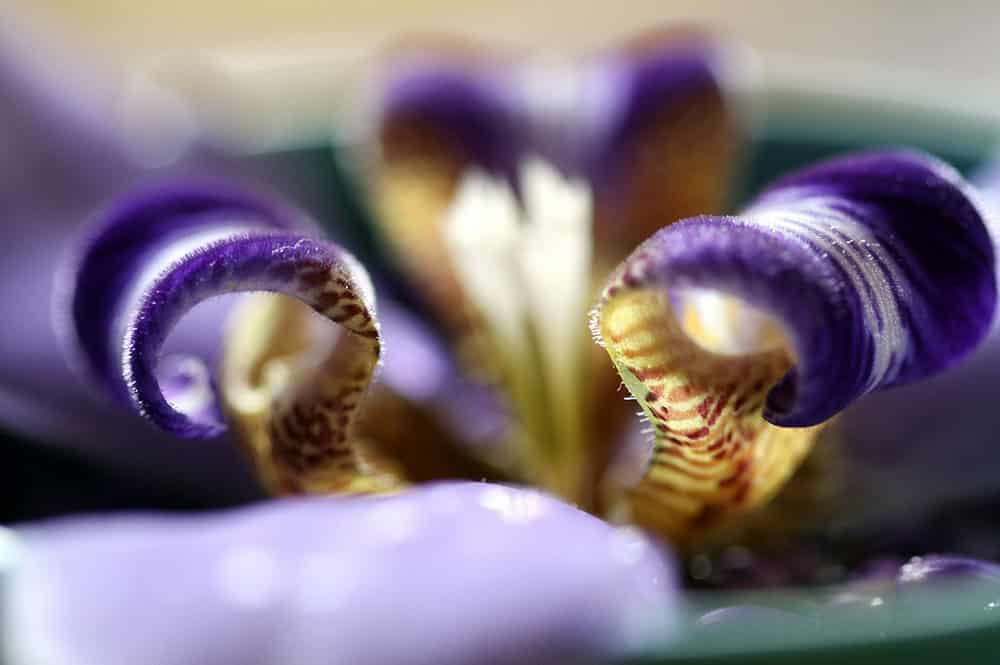 Fleur d'Iris bleu avec ses cornes. Photo Philippe Chene