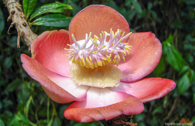 Fleur de Couroupita guianensis, Cannon ball ©Tahiti Heritage