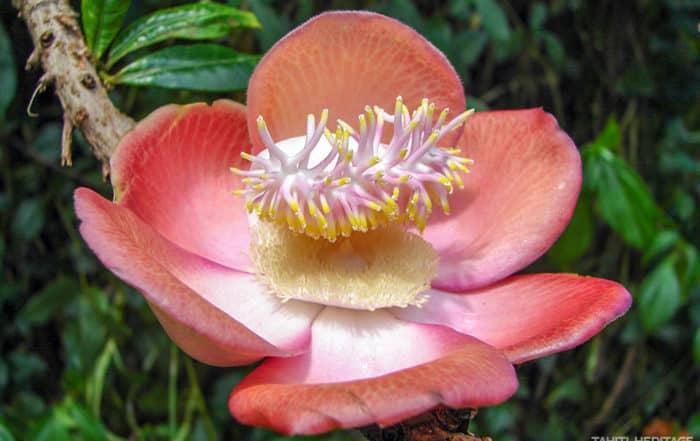 Fleur de Couroupita guianensis, Cannon ball ©Tahiti Heritage