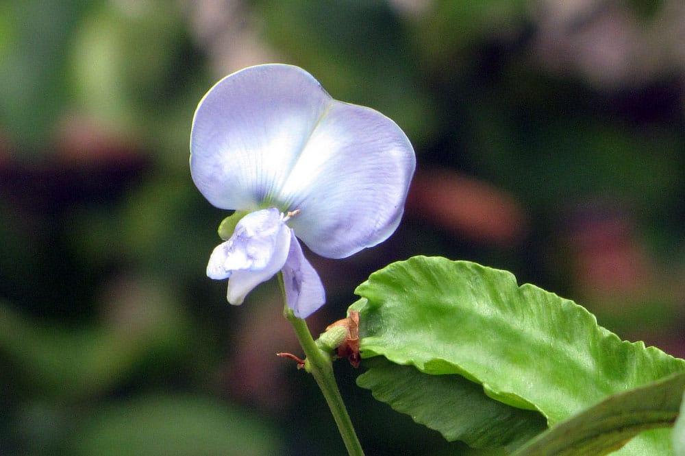 haricot-aile-fleur Fleur d'haricot ailé