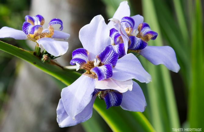 Iris, l'or bleu de la parfumerie