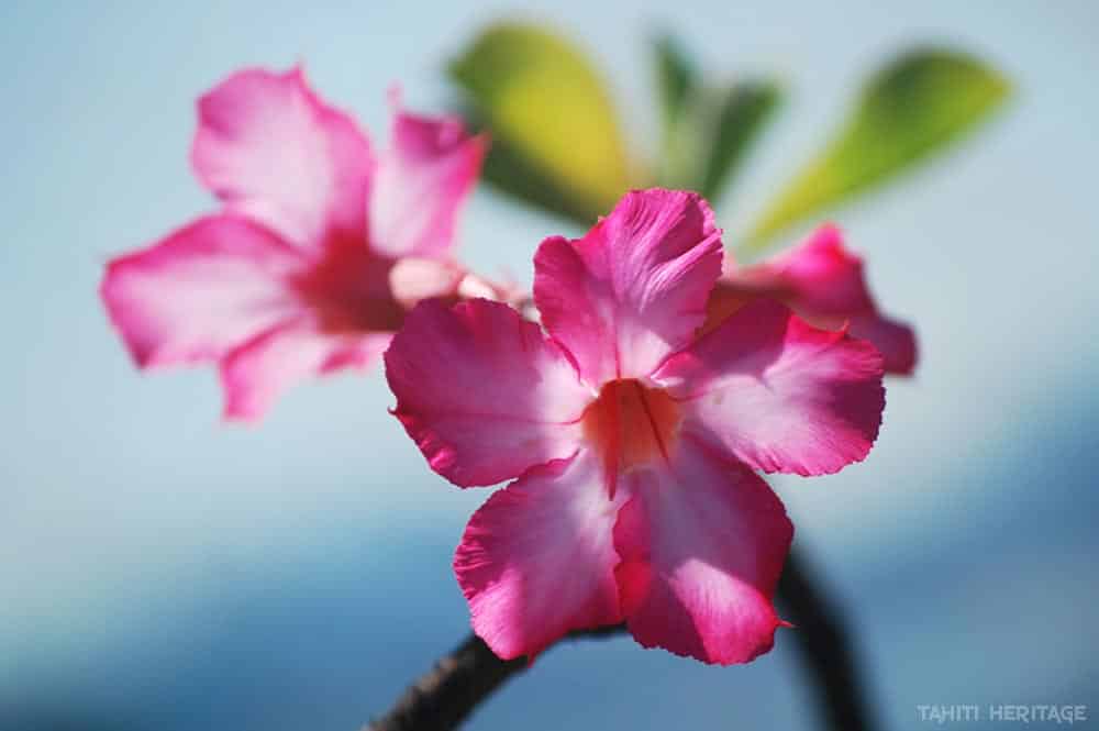 Adenium, Tipanie Bangkok, Rose du désert. Photo Christian Chene