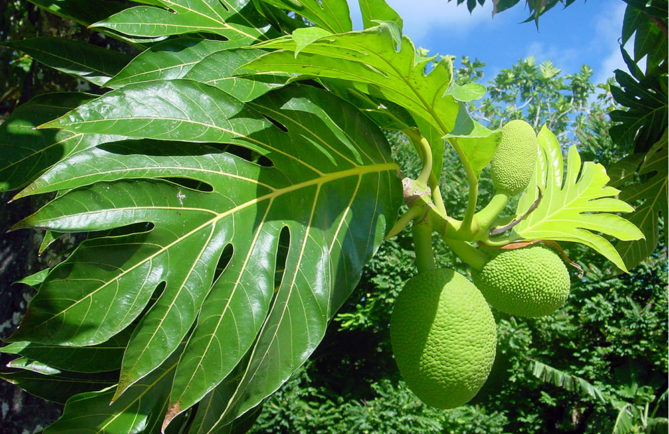 Uru, fruit de l'arbre à pain. Artocarpus altilis © Tahiti Heritage