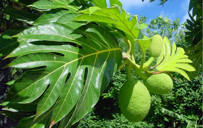 Uru, fruit de l'arbre à pain. Artocarpus altilis © Tahiti Heritage