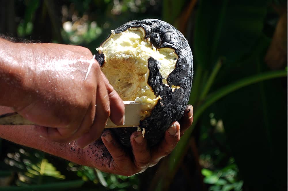 Uru cuit sous la cendre © Tahiti Heritage