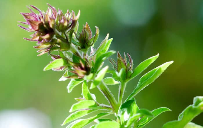 Basilic commun, Miri tahitien, ocinum basilicum