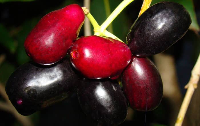 Jamelon, Jamblon, Pistas, Syzygium cumini