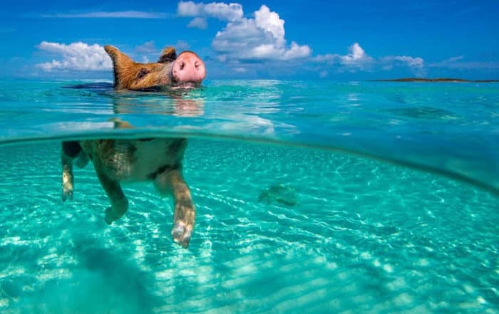 Cochon dans mer (Bahamas) Photo Kein Hubert Media drum worlf