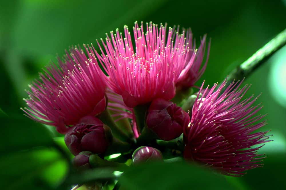 Fleur de Ahia, Jamerose yzygium