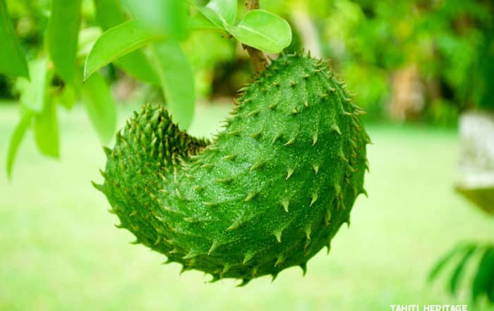 Corossol de Tahiti, Annona muricata © Tahiti Heritage