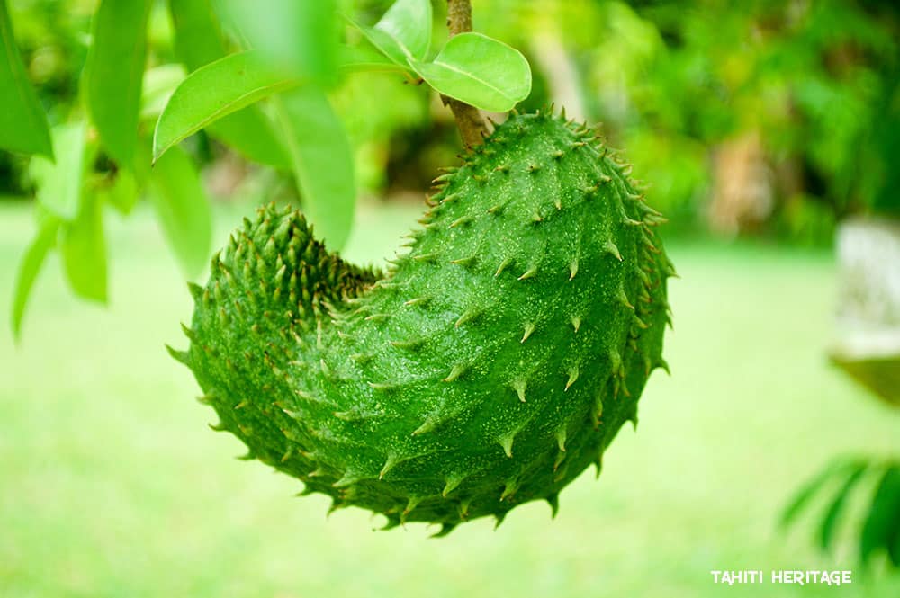 Corossol Le Fruit pineux De Tahiti Qui S duit Par Son Go t Unique Corossol Le Fruit pineux De Tahiti Qui S duit Par Son Go t Unique