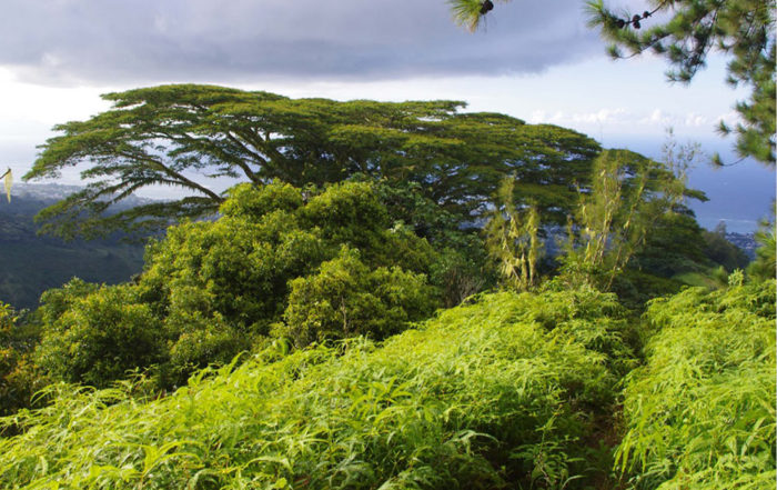 Falcata du chemin de l'Aorai. Photo Rémy Canavesio