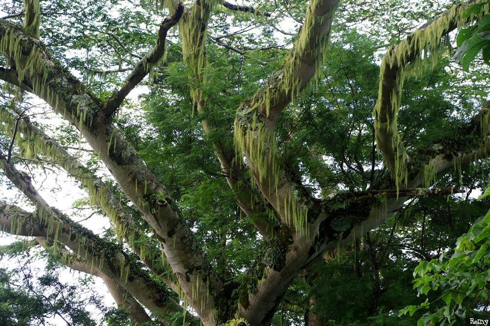 Branches du Falcata du chemin de l'Aorai. Photo Rémy Canavesio