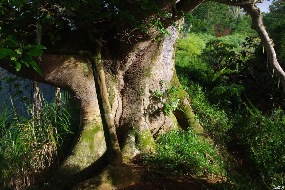Pied du Falcata du chemin de l'Aorai. Photo Rémy Canavesio