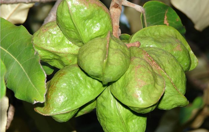 Graines vertes de Toto margot - Heritiera littoralis