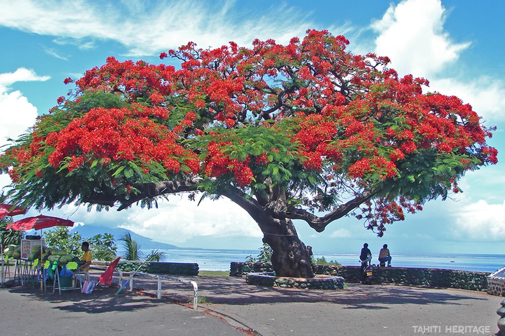 Le flamboyant de la pointe de Hotuarea en 2006 @ Tahiti Heritage
