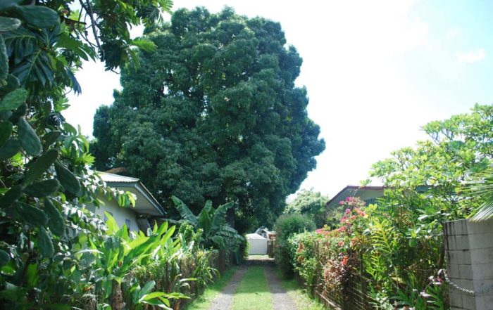 Manguier Tutehau de la famille Adam à Farepiti, Papeete
