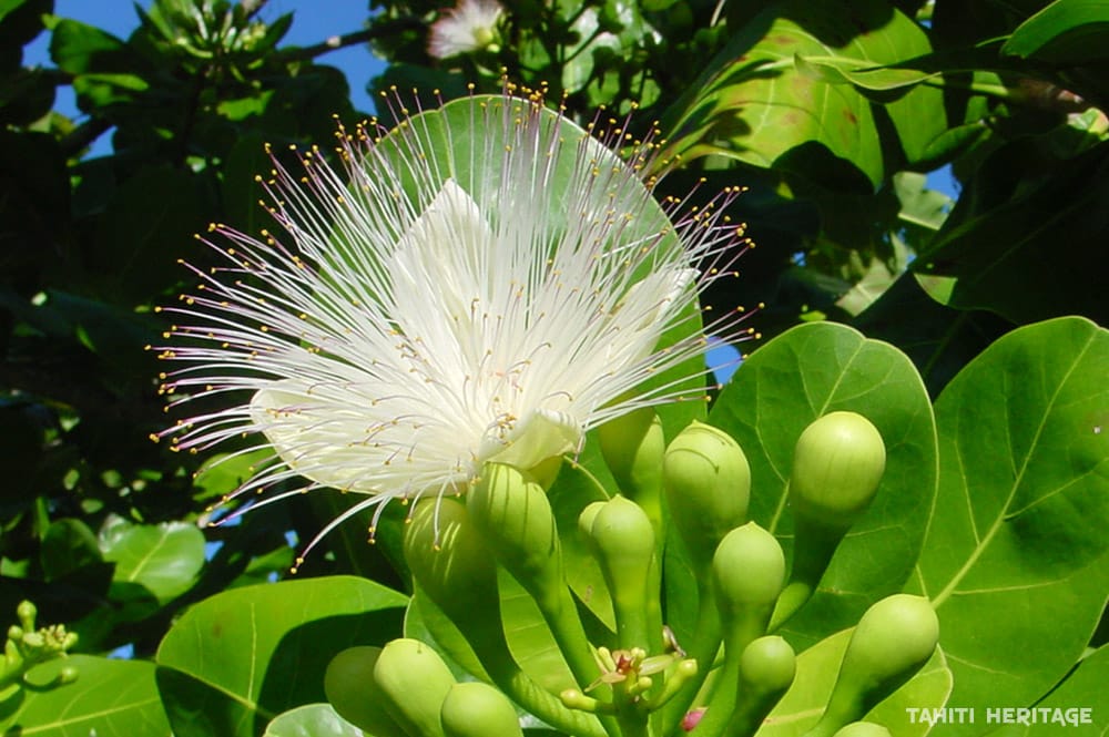 Fleur de Barringtonia asiatica, Hotu de Tahiti © Tahiti Heritage