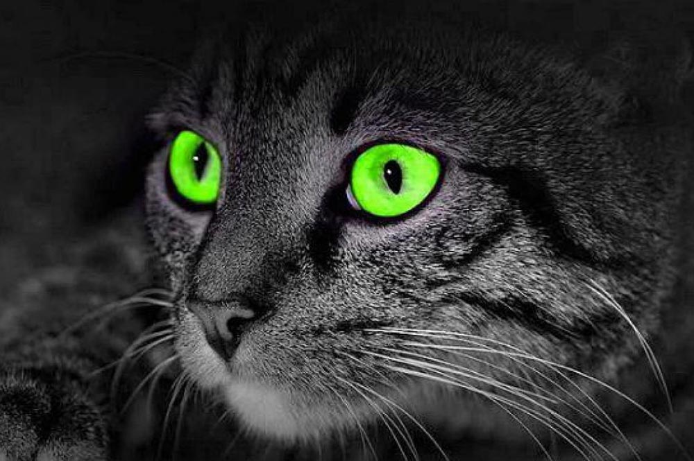 yeux verts de chat