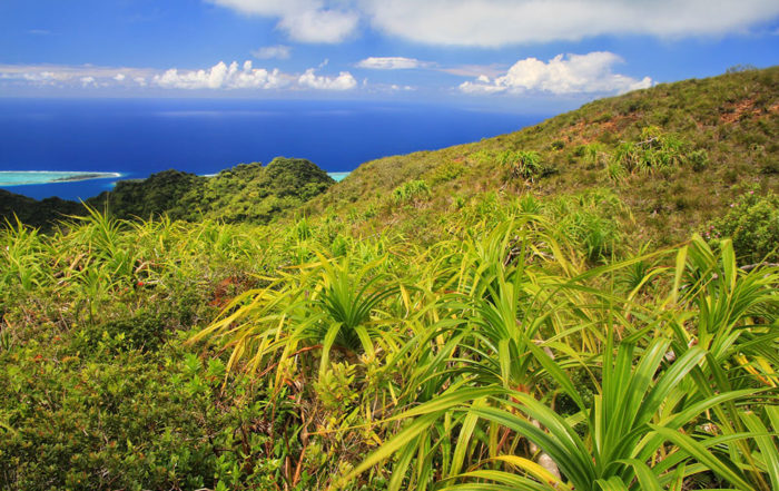 Plateau Te mahani à Raiatea